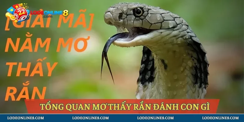 Tổng quan khi chiêm tinh về rắn